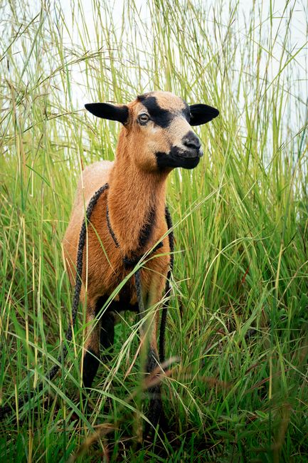 A goat stands amidst tall grass in Manacapuru, Brazil, showcasing natural beauty.