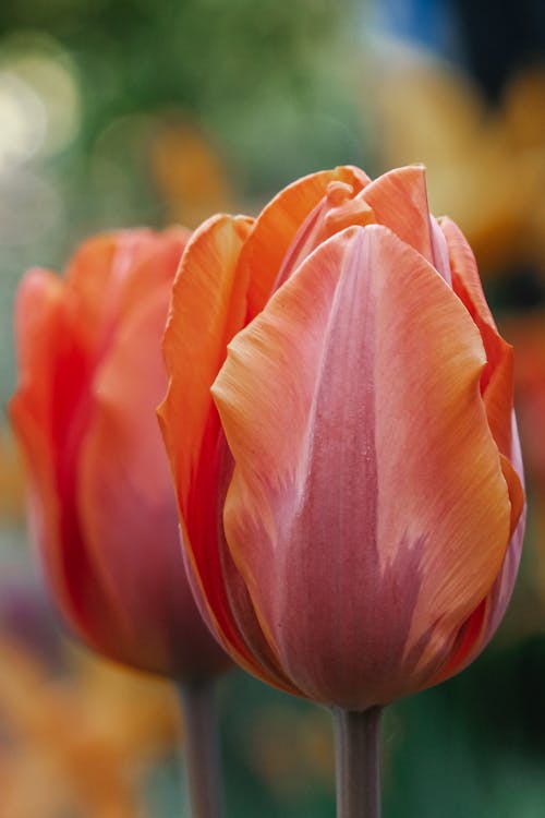 Close-Up Shot of Orange Tulips in Bloom