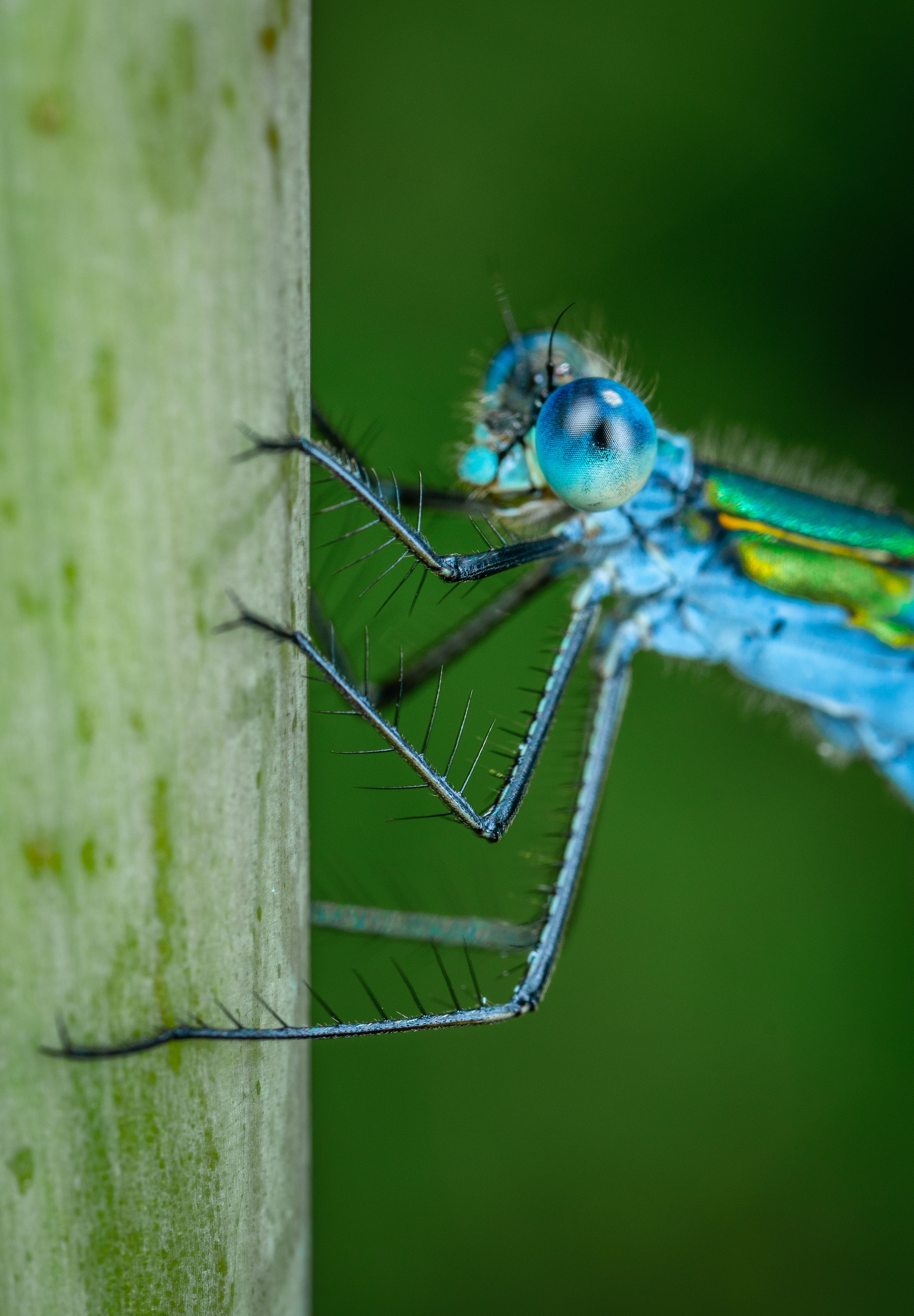 Macro Shot of a Dragonfly on a Leaf · Free Stock Photo