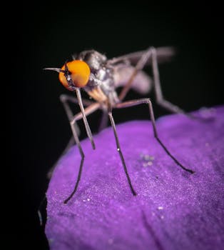 A detailed macro image showcasing a fly with vibrant orange eyes resting on a purple petal against a dark background.