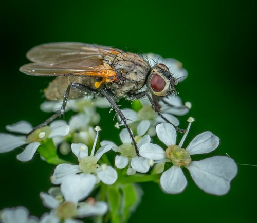 Free Detailed macro shot of a fly on a delicate white flower with a vibrant green background. Stock Photo