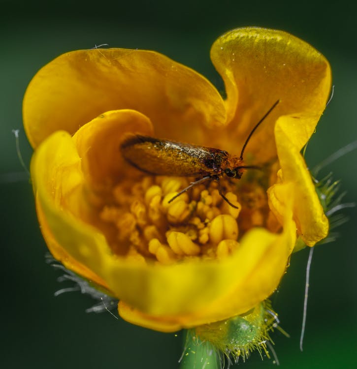 Free Macro Shot of a Moth on a Yellow Flower Stock Photo