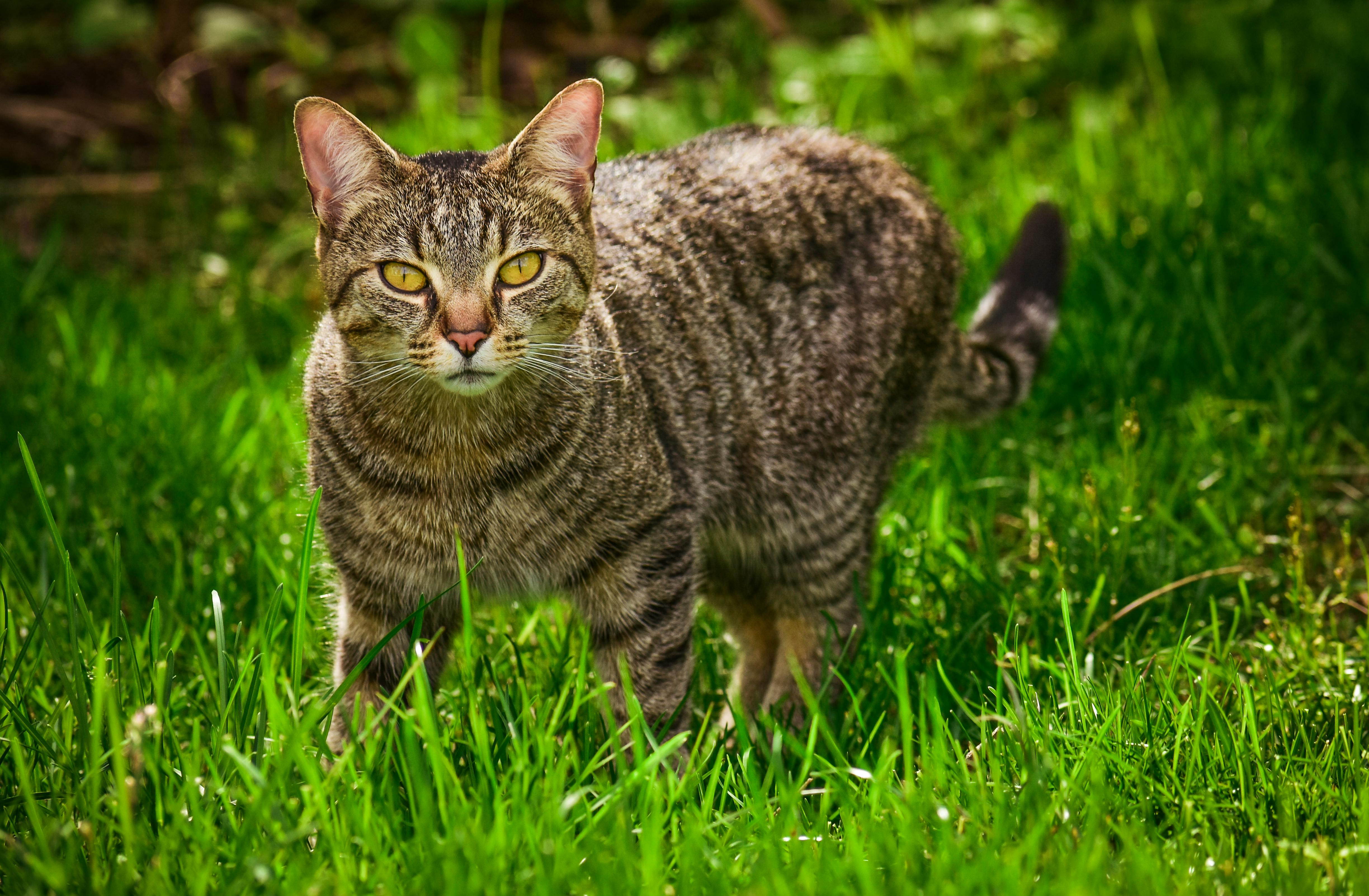 Portrait of Funny Fluffy Cat · Free Stock Photo