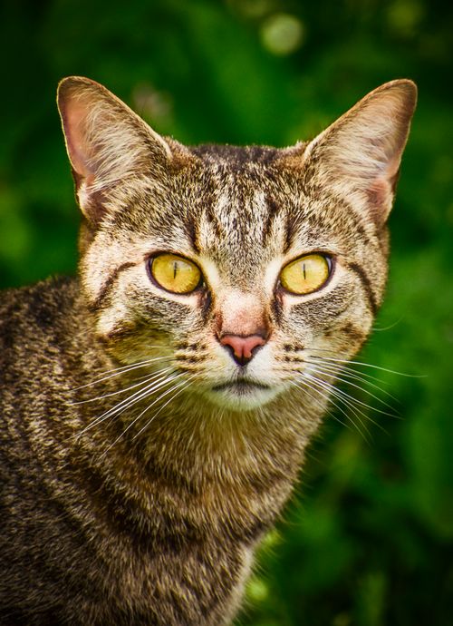 Free Close-up of a curious tabby cat in a lush green outdoor setting. Stock Photo