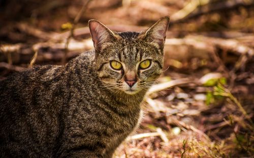 Free Detailed close-up of a tabby cat with striking eyes in an outdoor setting. Stock Photo