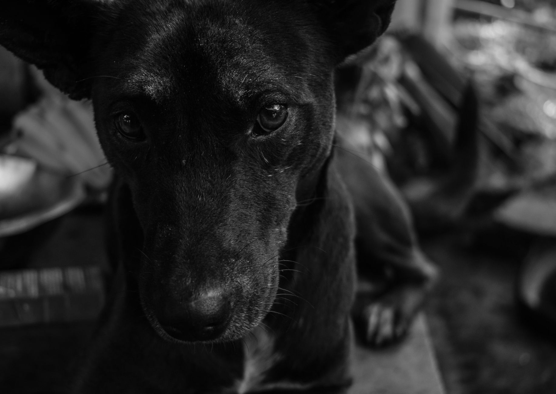 Veterinarian examining a dog during a checkup