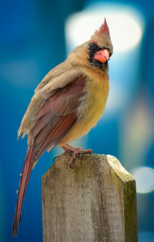 Close-Up Shot of a Northern Cardinal Perched on a Wooden Fence