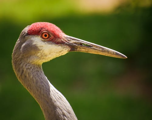 Head of Heron