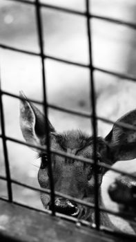 Close-up black and white photo of a deer behind cage bars. Captivity concept.