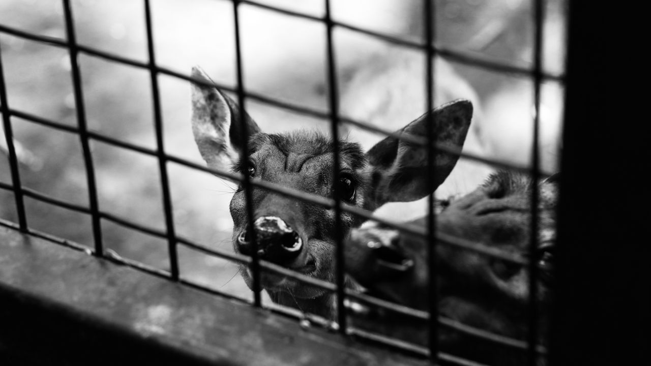 close up portrait of a deer behind a fence in a black and white photo