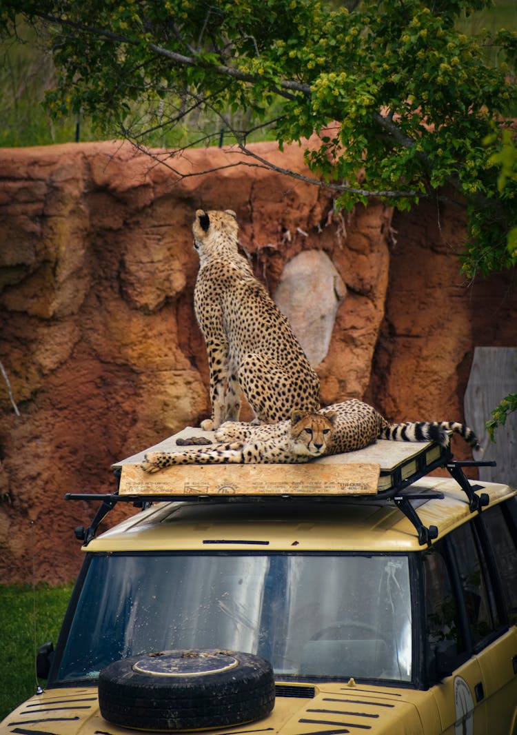 Cheetahs On Top Of A Car