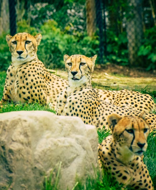 Free Cheetahs Lying on a Grassy Field Stock Photo