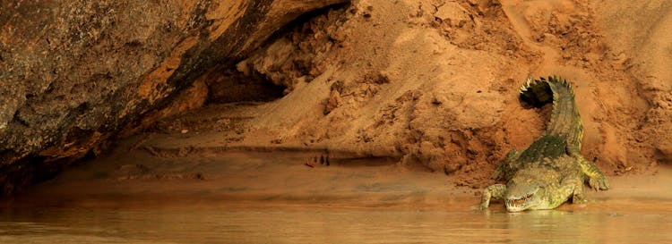 Brow Crocodile Beside River