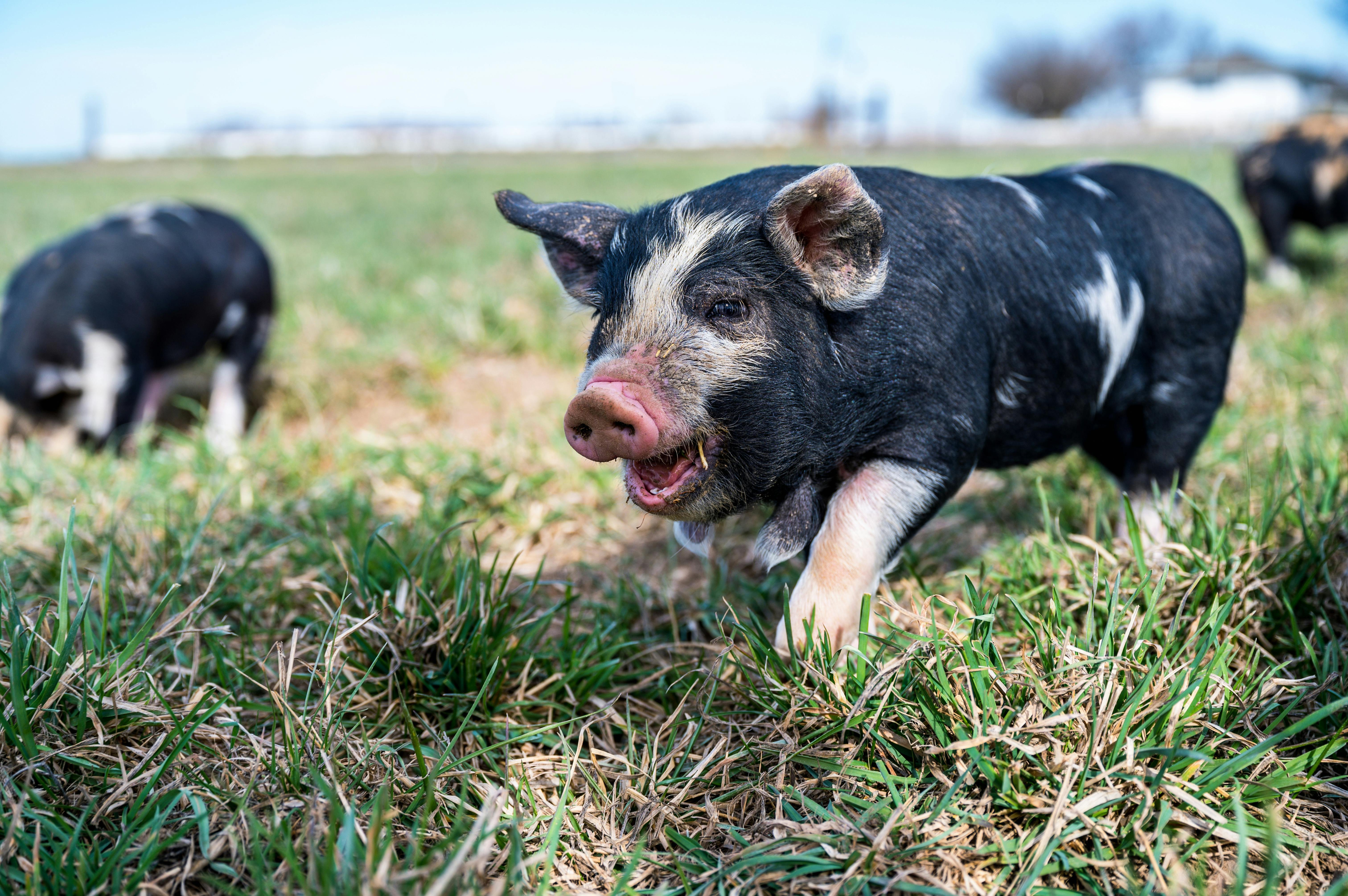 domestic mini pigs grazing in field in daytime
