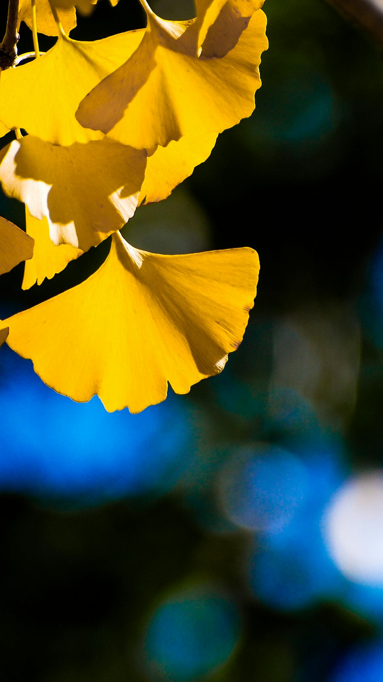 Free stock photo of ginkgo