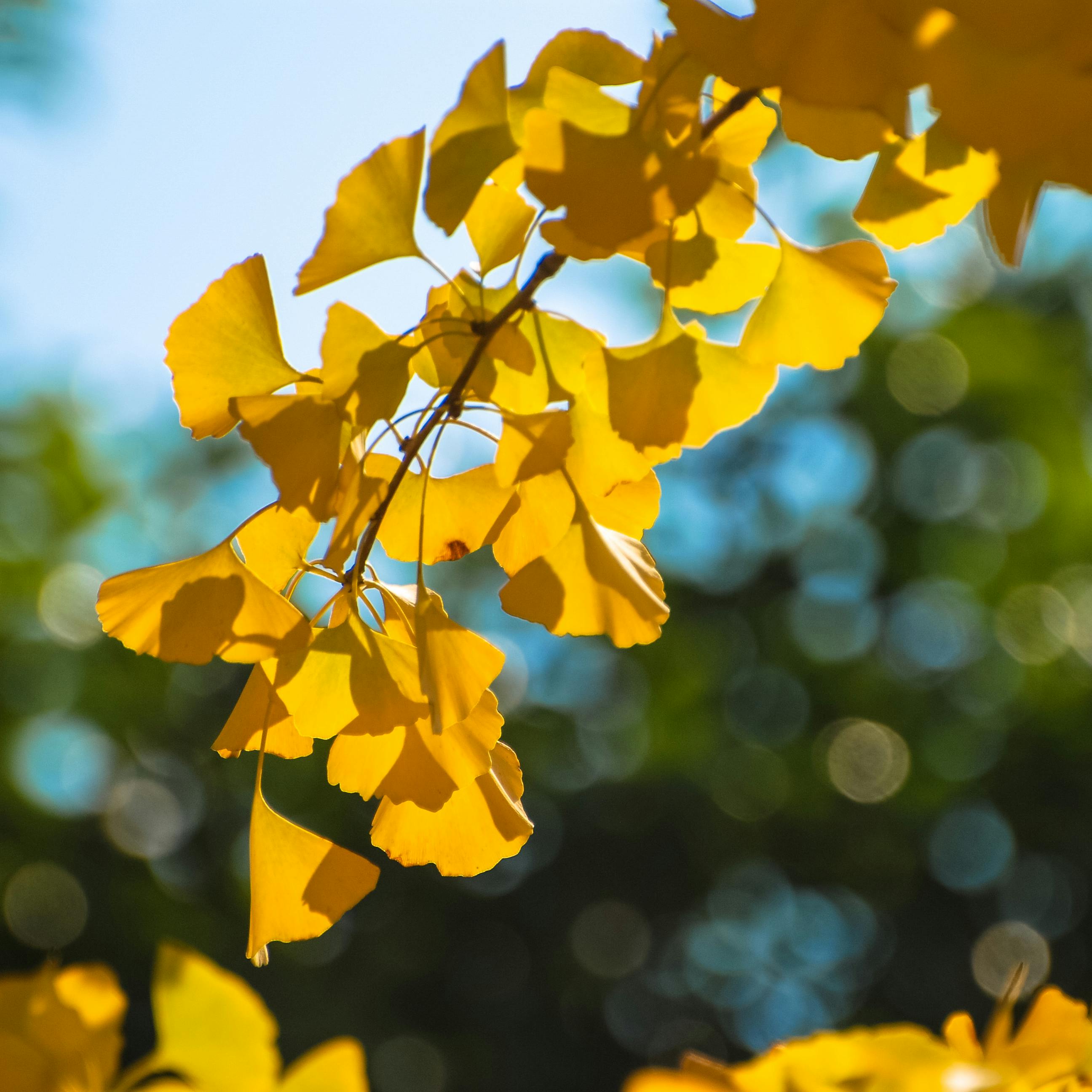 free-stock-photo-of-ginkgo