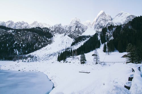 Kostnadsfri bild av alpin, barrträd, bergen