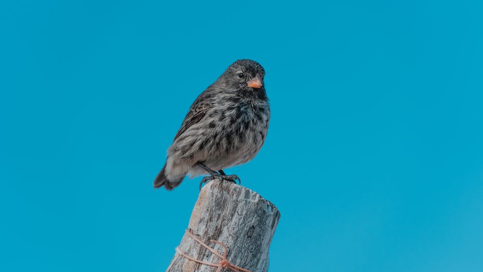 Sharp-beaked Ground Finch perched on a post against a clear blue sky in the Galápagos Islands.