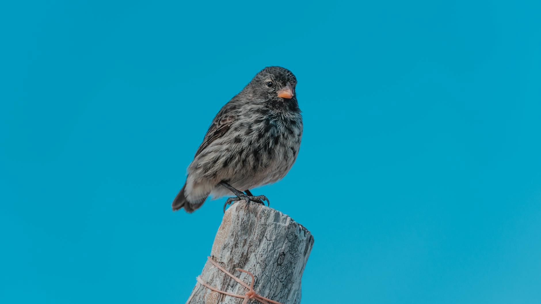 Sharp-beaked Ground Finch perched on a post against a clear blue sky in the Galápagos Islands.