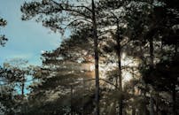 黎明时分，阳光透过树木，与迷人的森林场景共同营造出宁静的氛围