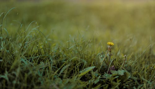 免费 绿草和花朵的选择性摄影 素材图片