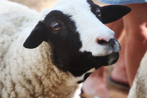 Free Shallow Focus Photography of White and Black Sheep Stock Photo