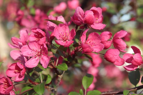 Free stock photo of cherry, flower, flowers