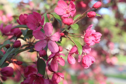 Free stock photo of cherry, flower, flowers
