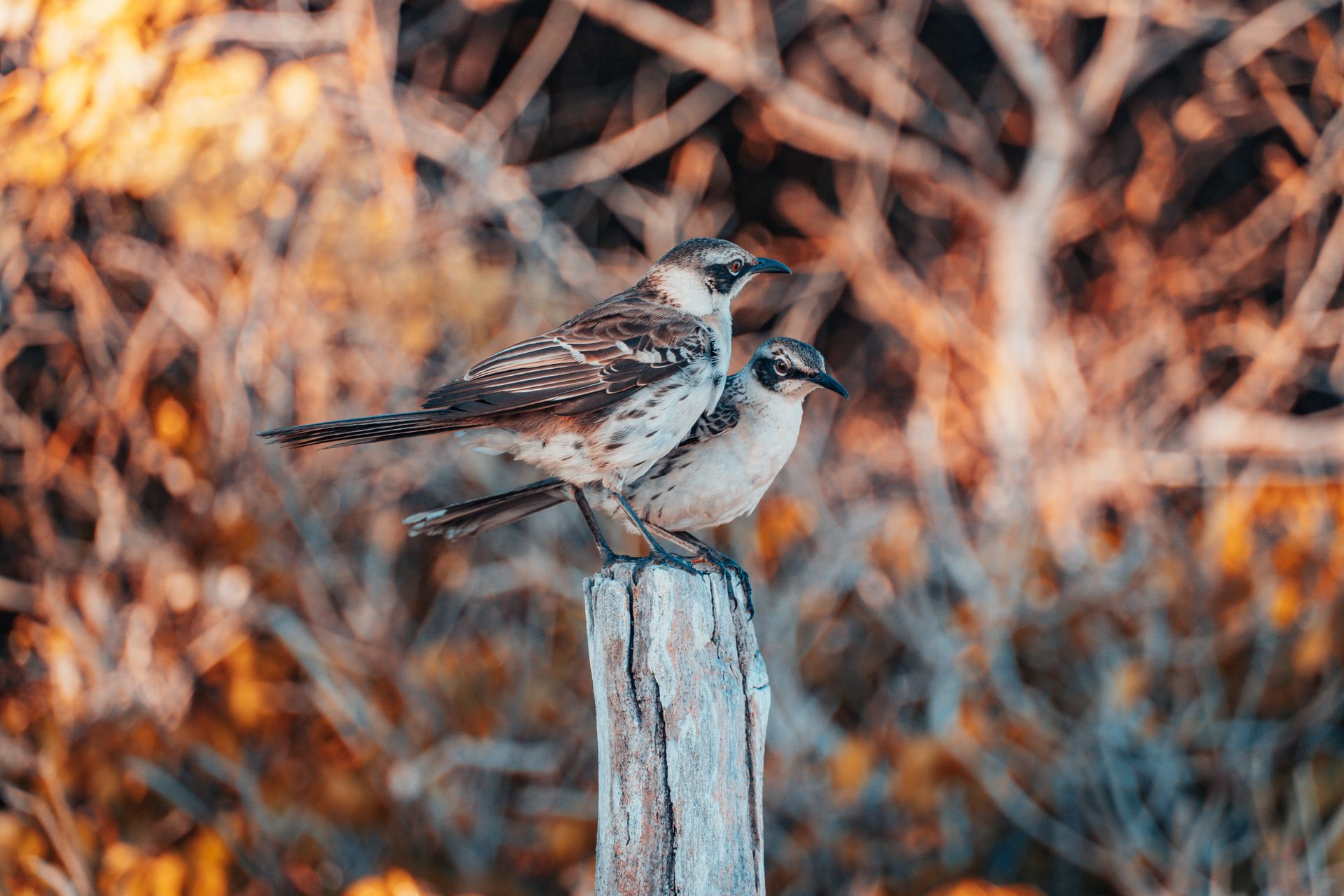 Two Galapagos mockingbirds perched on a post, surrounded by vibrant foliage.