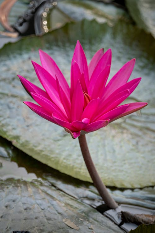 Kostnadsfri bild av blommande växt, blomning, botanisk