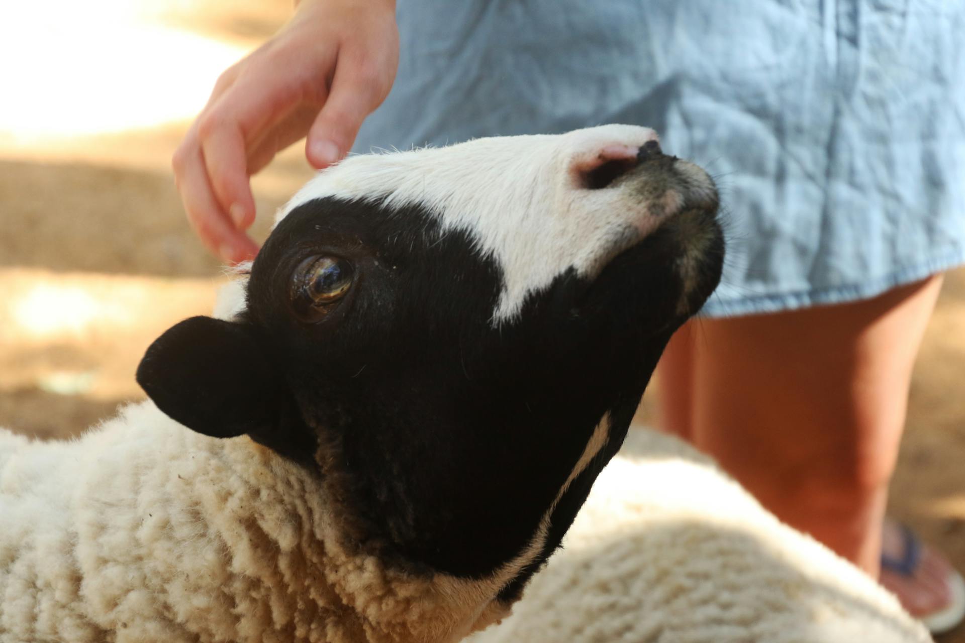 Beige en zwarte schapen