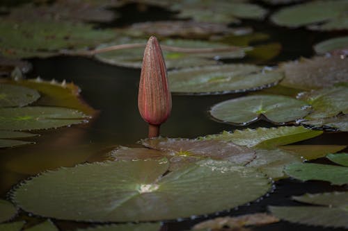 Foto stok gratis air, botani, bunga teratai