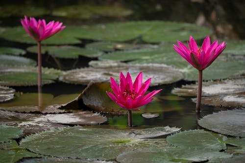 Free Pink Lotus Flowers on Water Stock Photo