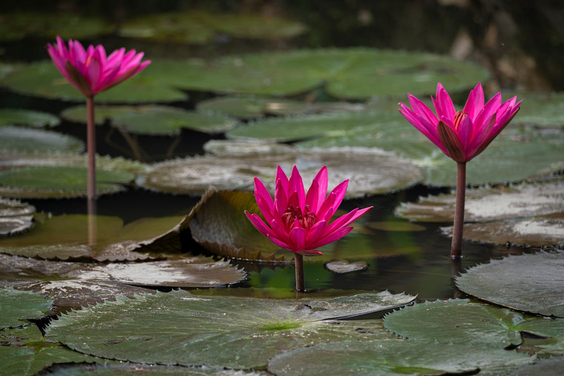 Imagine de stoc gratuită din a închide, apă, botanic