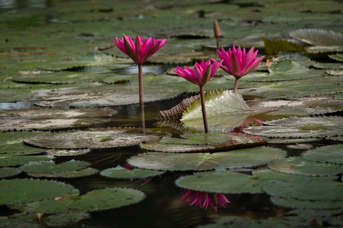 Imagine de stoc gratuită din apă, botanic, floare de lotus