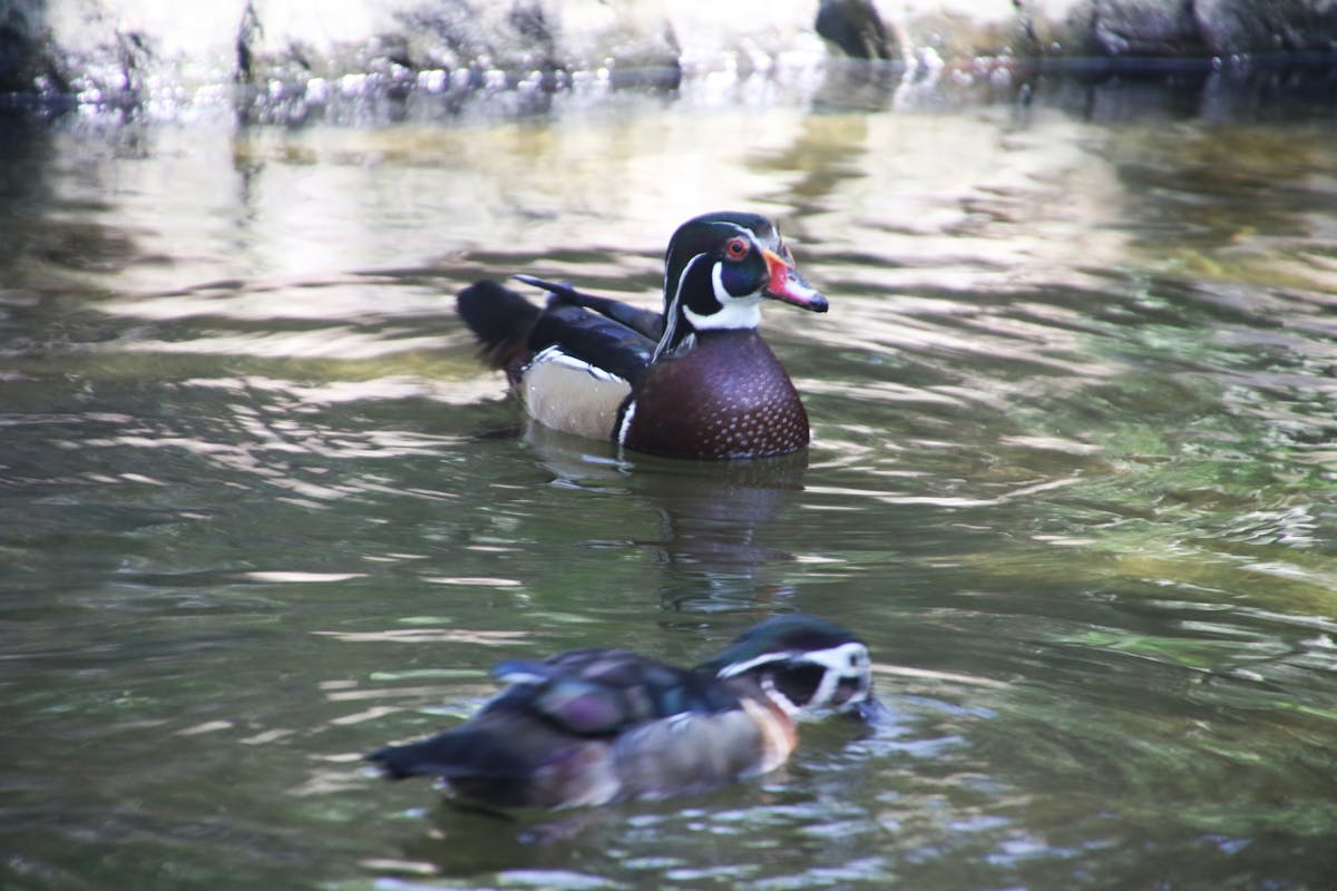 Tortuga Rusa vs. Mediterránea: Diferencias y Cuál es Mejor Mascota