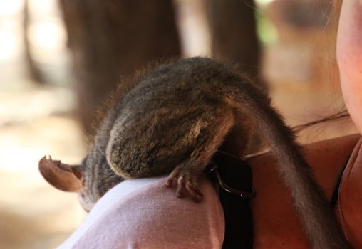 A cute small primate sitting on a person's shoulder, captured in natural outdoor lighting.