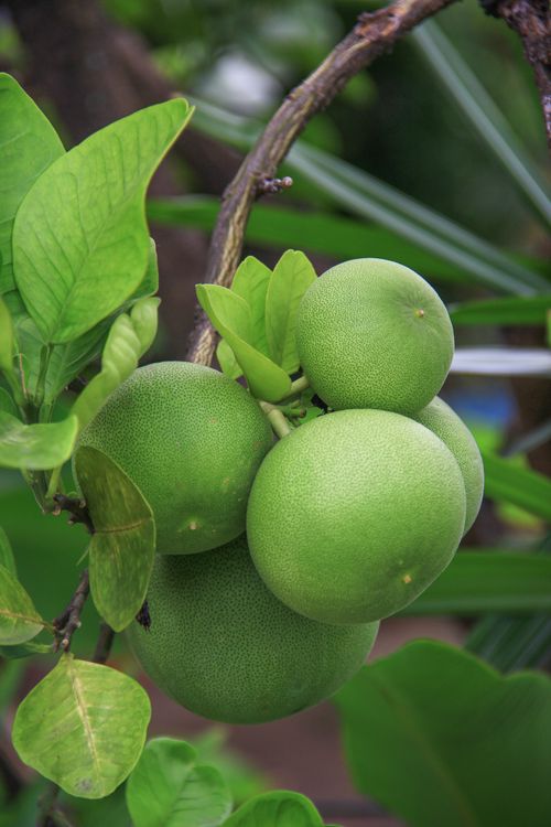 Free Vibrant green pomelos growing on a tree branch with lush leaves in a natural setting. Stock Photo