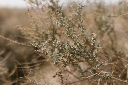 Green Leaves and Dried Branches of a Bush