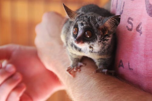 Person Holding Galago