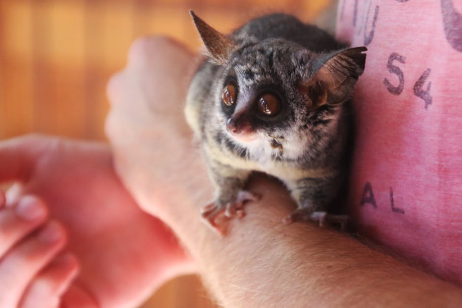 The Mysterious Aye-Aye: Nature's Nighttime Forager (image credits: pexels)