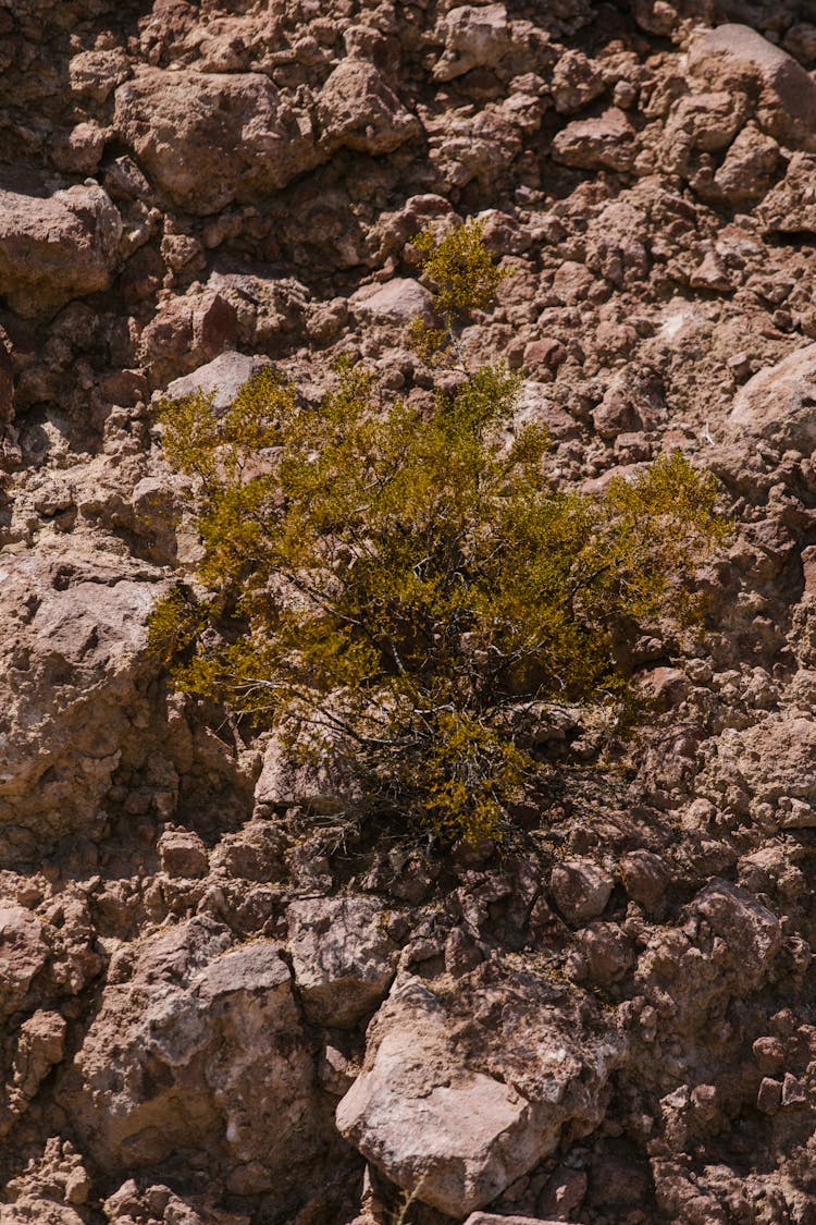 Green Plant On A Rocky Soil