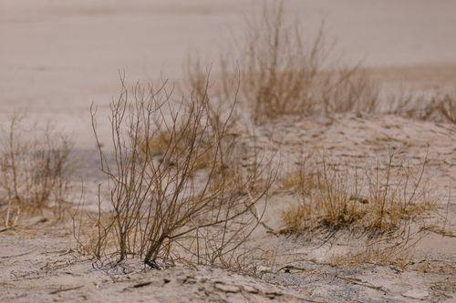 Free Close-up of a dry, barren desert landscape with sparse vegetation and dusty ground. Stock Photo