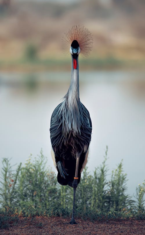Black Crowned Crane Bird 