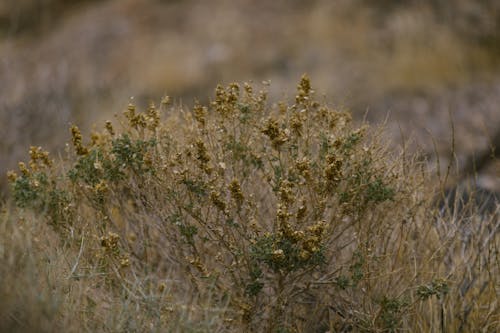Close up of Dry Grass
