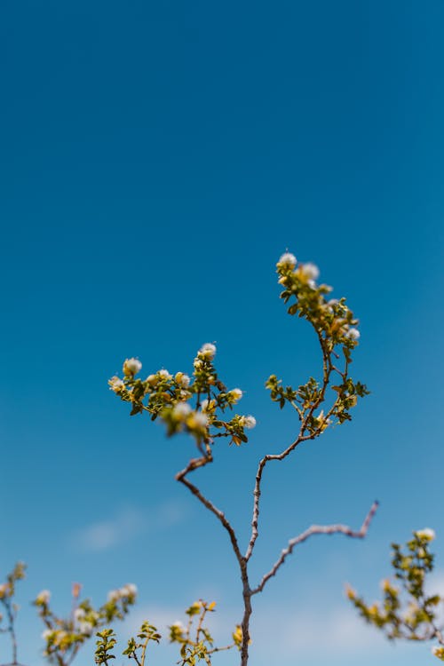 Foto profissional grátis de céu azul, flora, floração