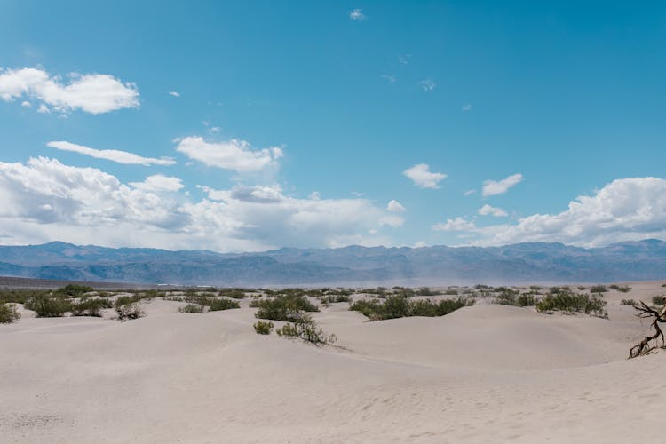 
A Desert With Shrubs