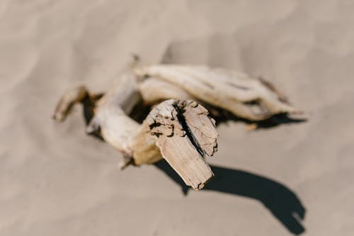 Základová fotografie zdarma na téma detail, dřevěné dřevo, písek