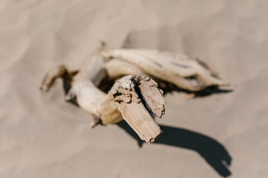 A detailed close-up of driftwood on desert sand, highlighting natural textures.