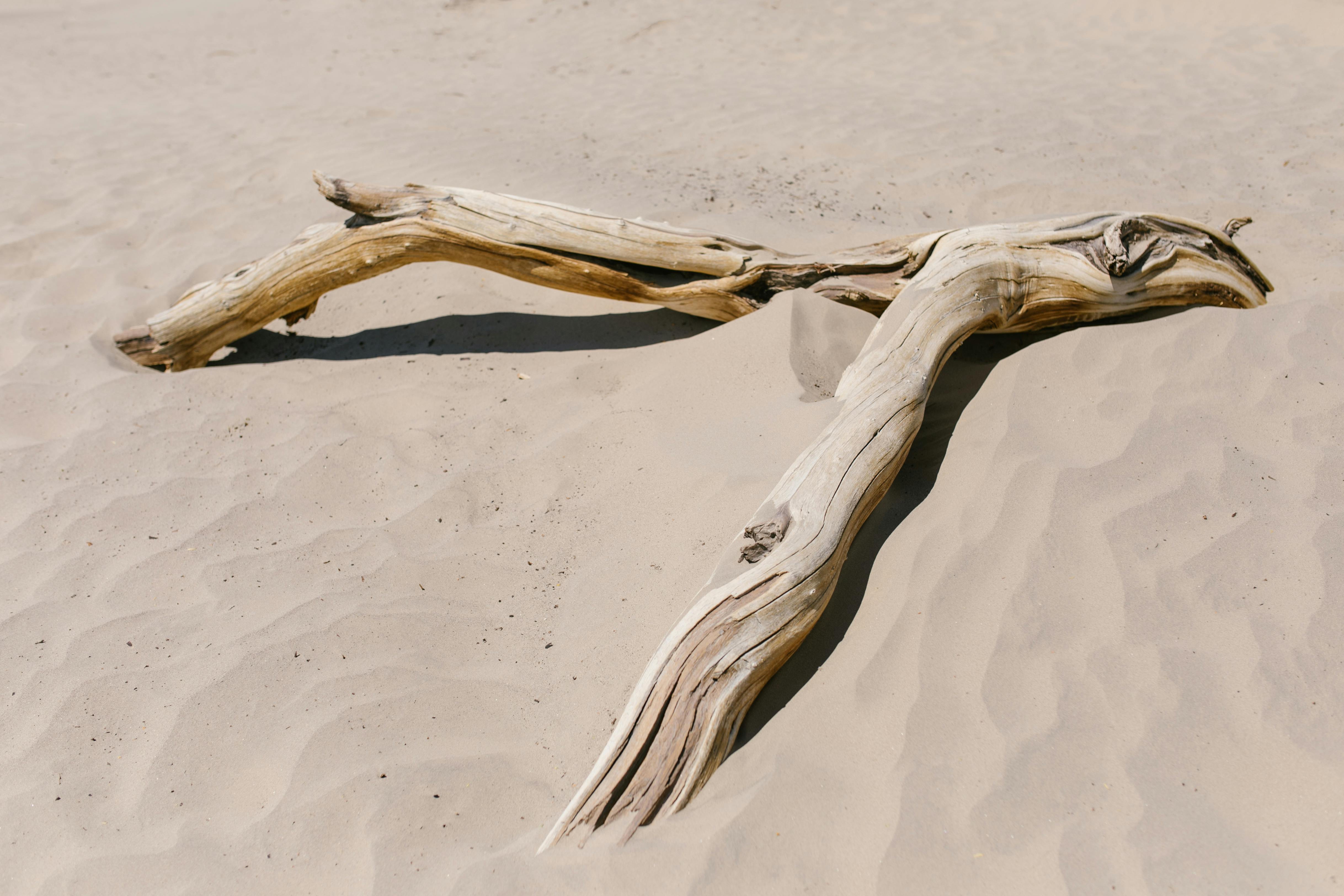 a log on the sand